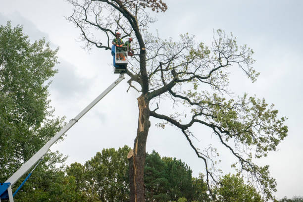 Tree Root Removal